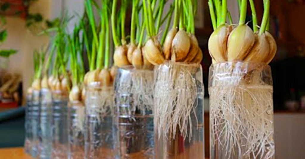 Fresh Garlic