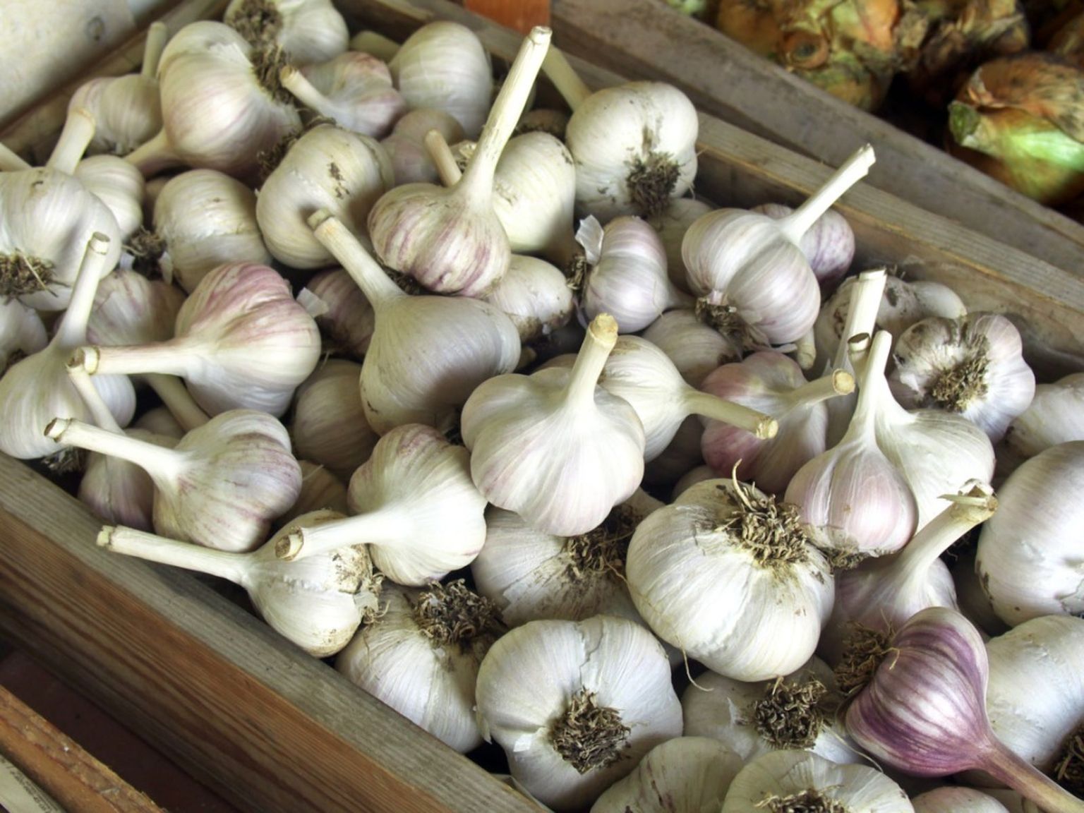 Garlic Storage