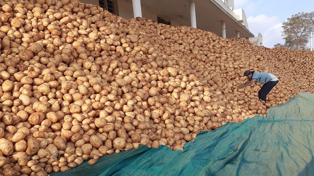 Potato