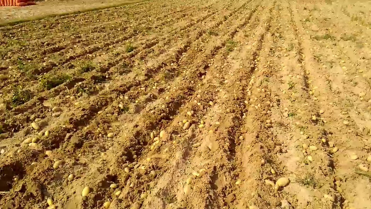 Potato Slide 2