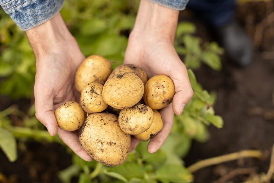 Potato Benefits