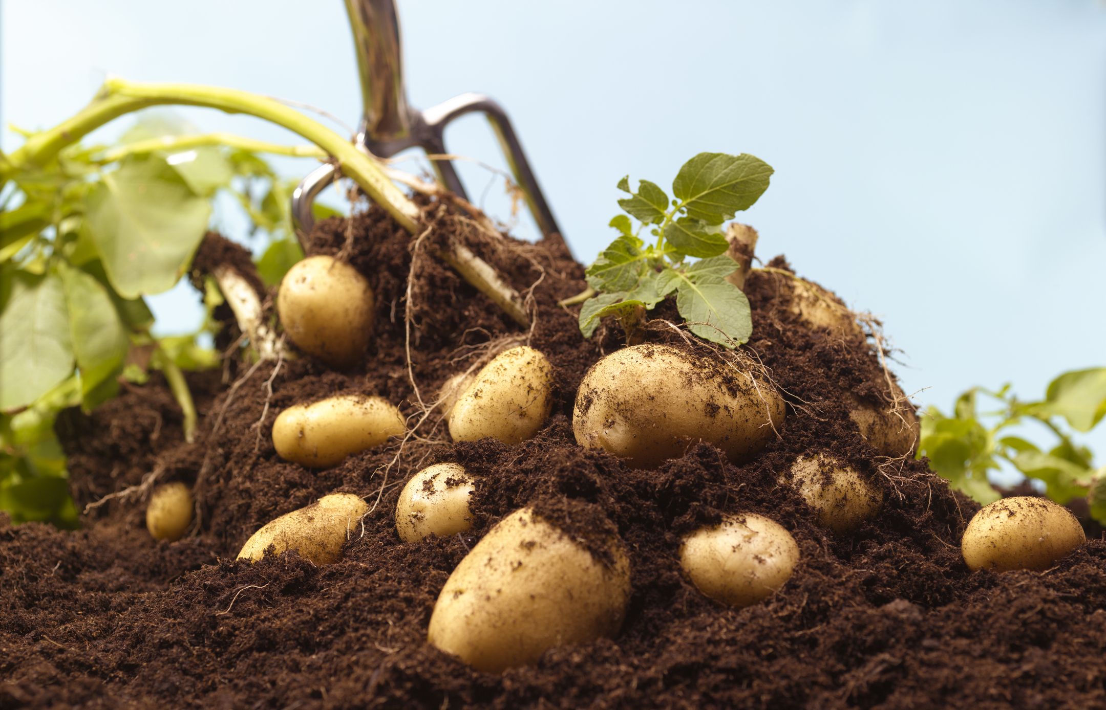 Fresh Potatoes